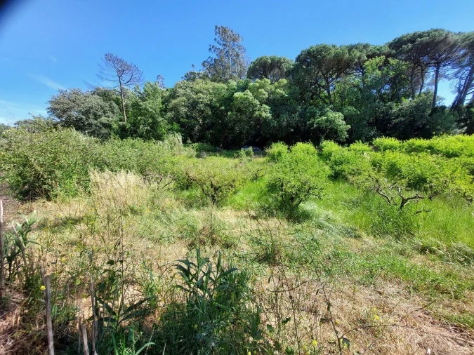 Terreno para Venda em A dos Negros Foto 14