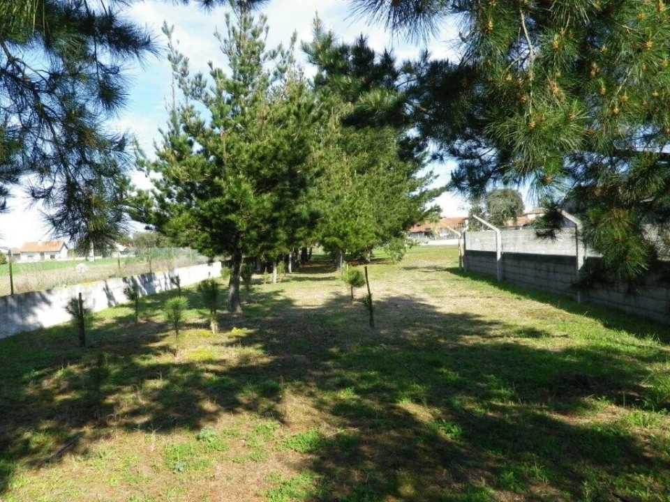 Terreno para Venda em Monte Redondo e Carreira Foto 7