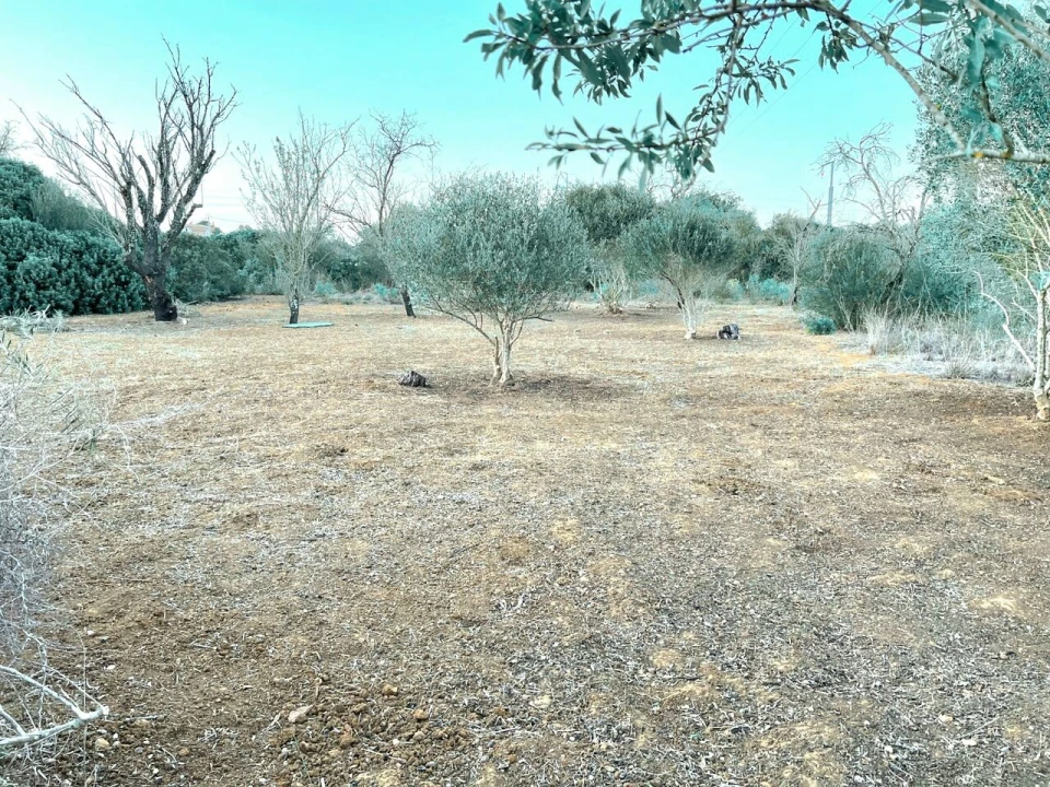 Terreno para Venda em Alcantarilha e Pêra Foto 5