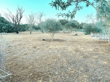Terreno para Venda em Alcantarilha e Pêra