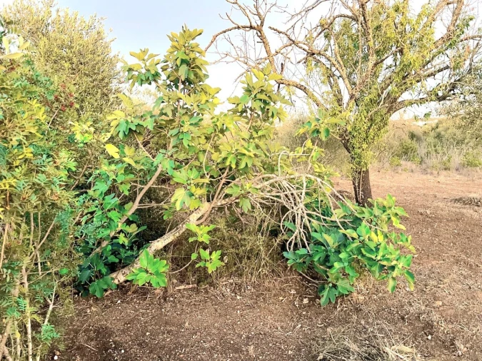 Terreno para Venda em Alcantarilha e Pêra Foto 2