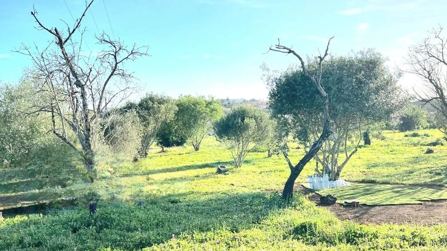 Terreno para Venda em Alcantarilha e Pêra