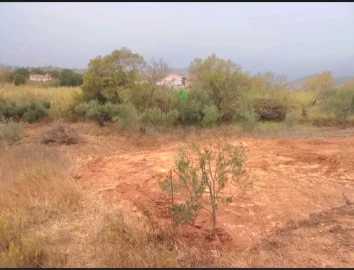 Terreno para Venda em São Bartolomeu de Messines