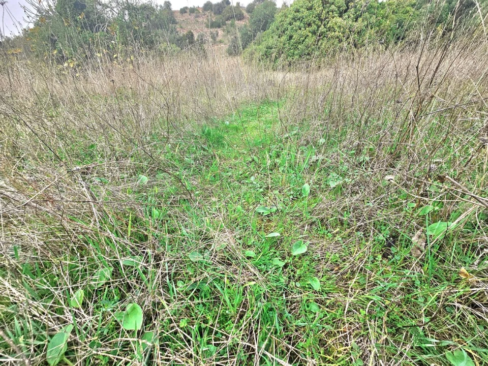 Terreno para Venda em São Bartolomeu de Messines Foto 7