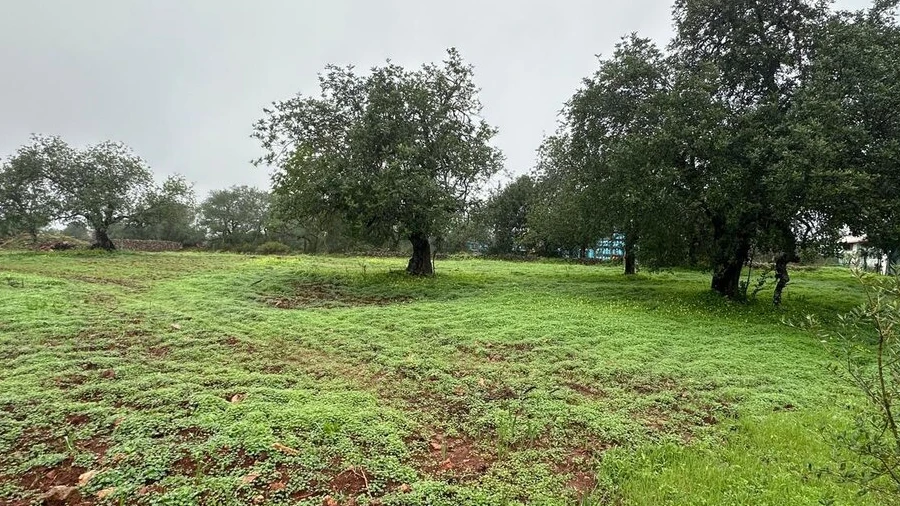 Terreno para Venda em Ferreiras