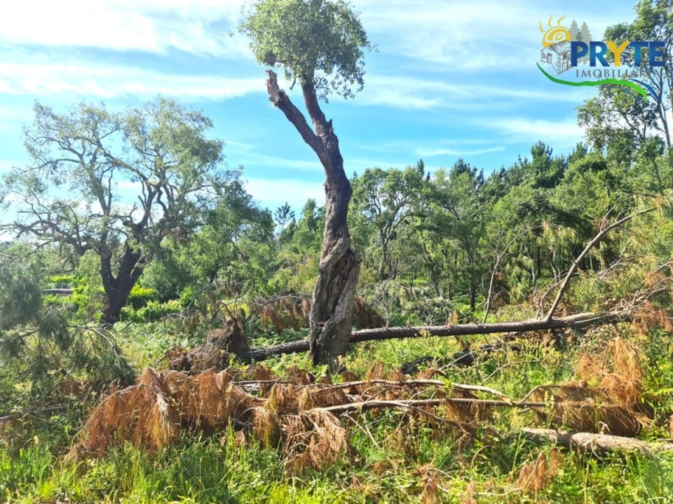 Quinta para Venda em Sertã Foto 1