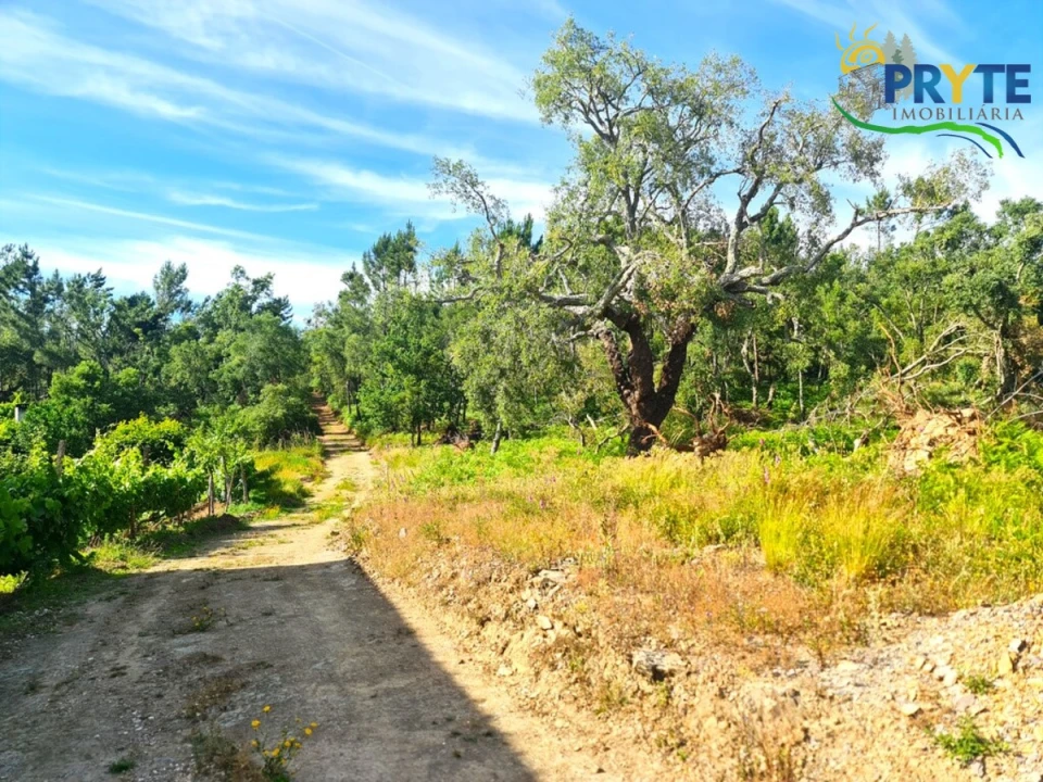 Quinta para Venda em Sertã Foto 5