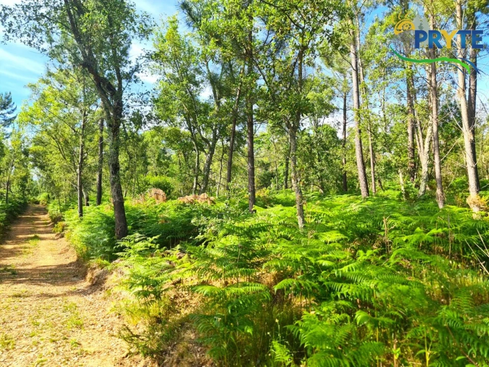 Quinta para Venda em Sertã Foto 10