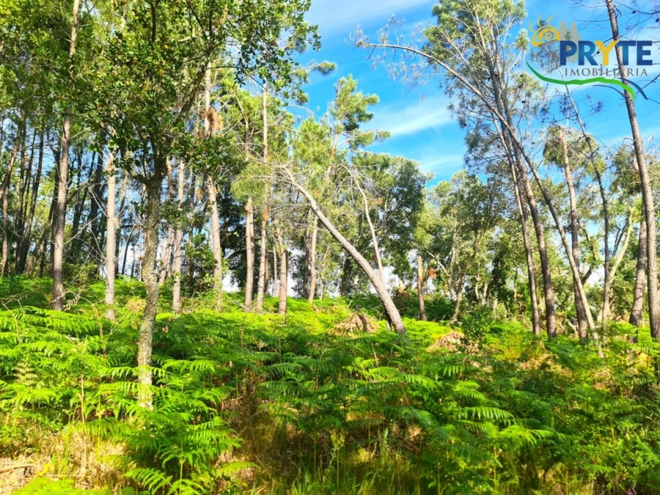 Quinta para Venda em Sertã Foto 11