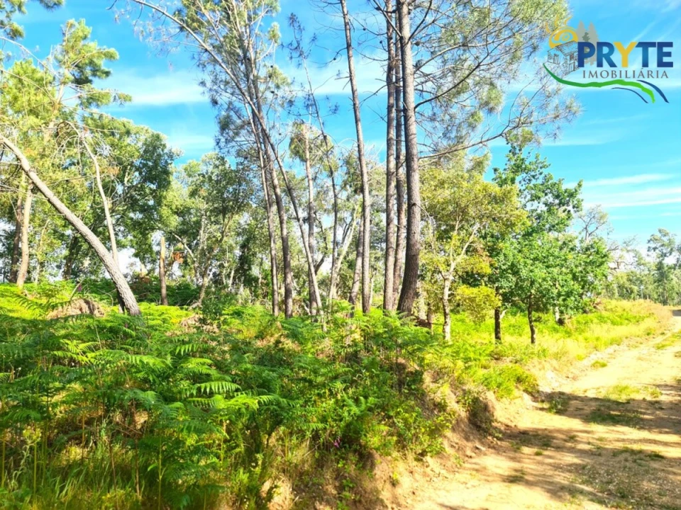 Quinta para Venda em Sertã Foto 12