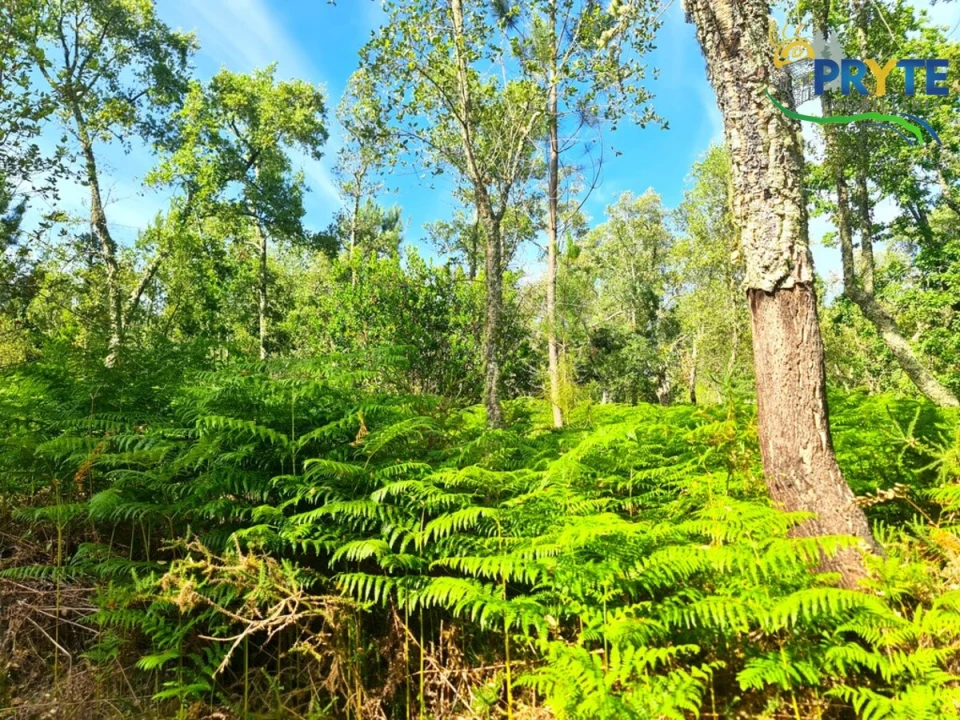 Quinta para Venda em Sertã Foto 13