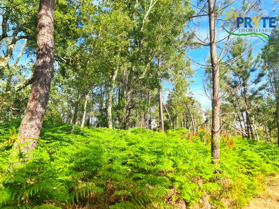 Quinta para Venda em Sertã Foto 14