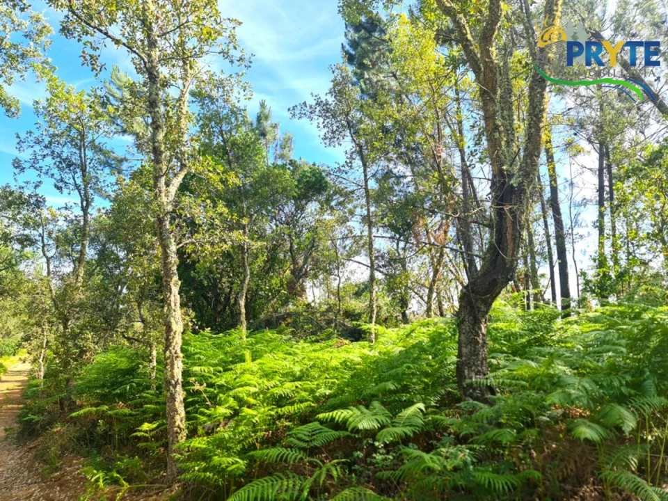 Quinta para Venda em Sertã Foto 17