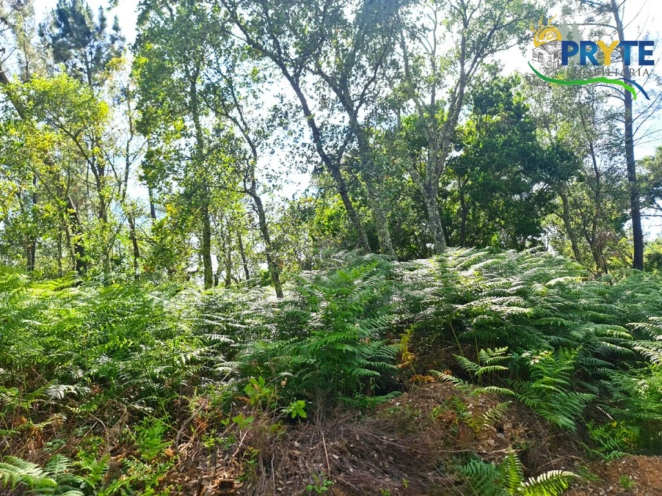 Quinta para Venda em Sertã Foto 18