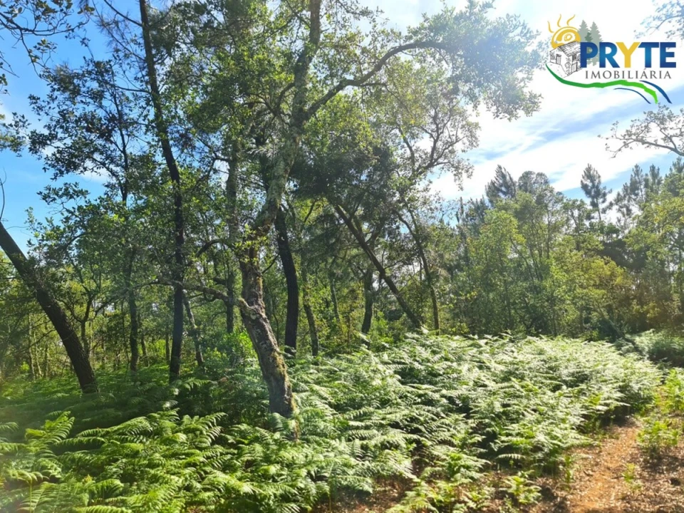 Quinta para Venda em Sertã Foto 19