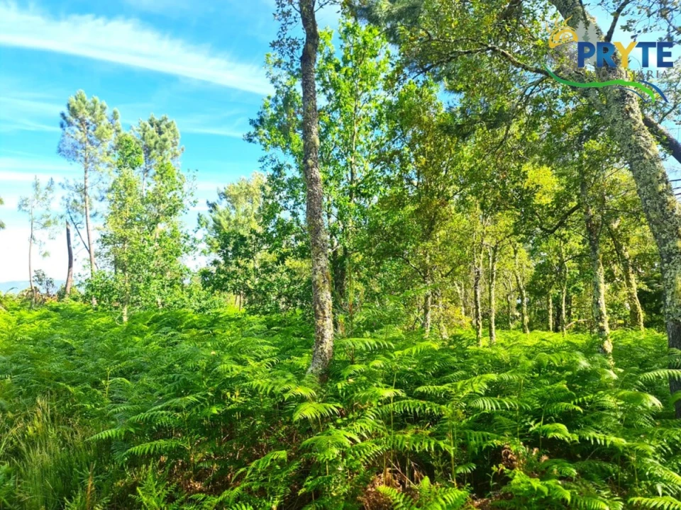 Quinta para Venda em Sertã Foto 20