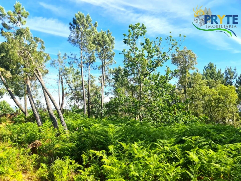 Quinta para Venda em Sertã Foto 21