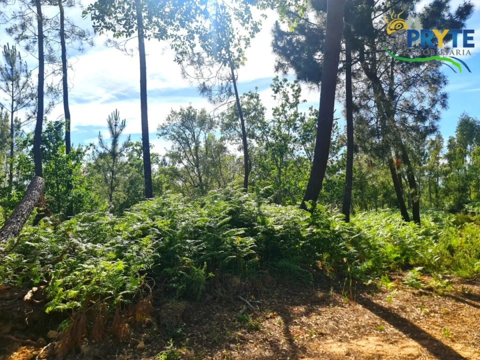Quinta para Venda em Sertã Foto 22