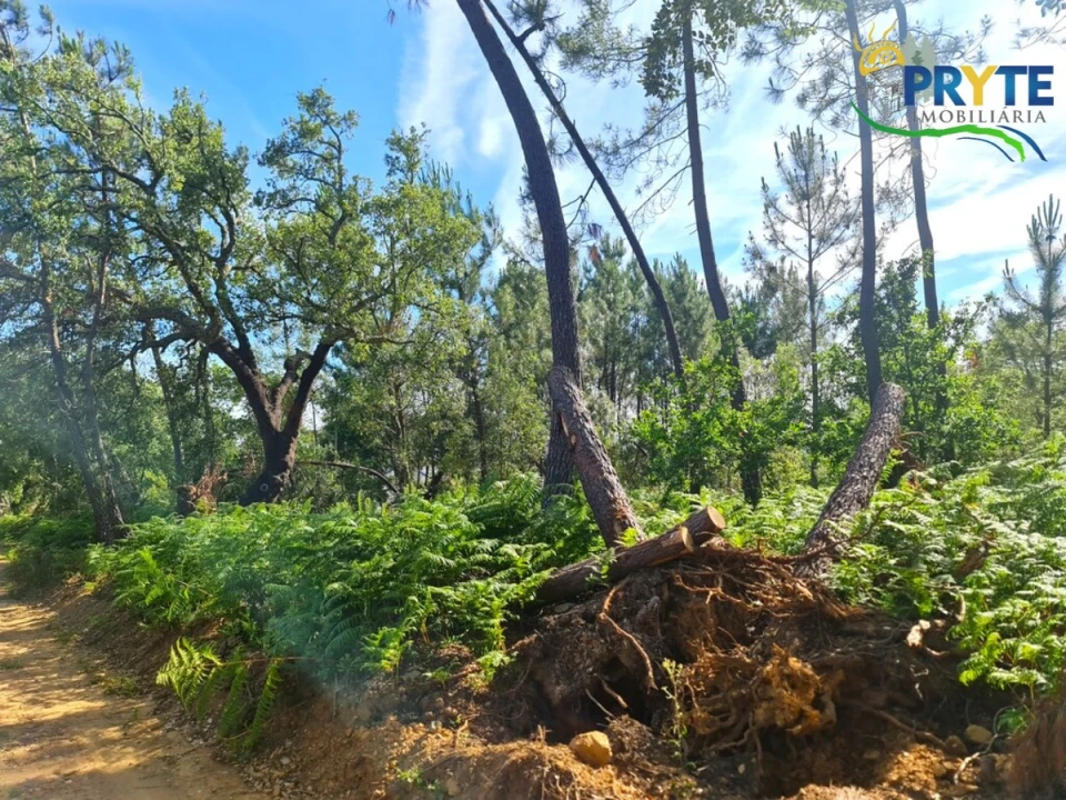Quinta para Venda em Sertã Foto 23