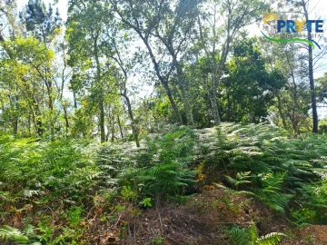 Quinta para Venda em Sertã