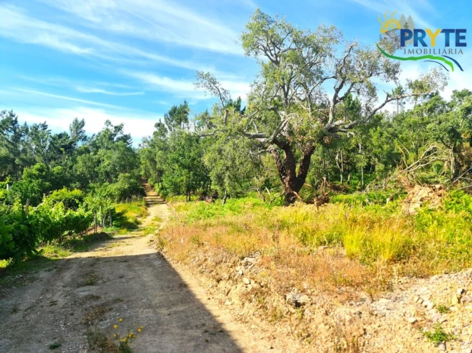 Quinta para Venda em Sertã Foto 5