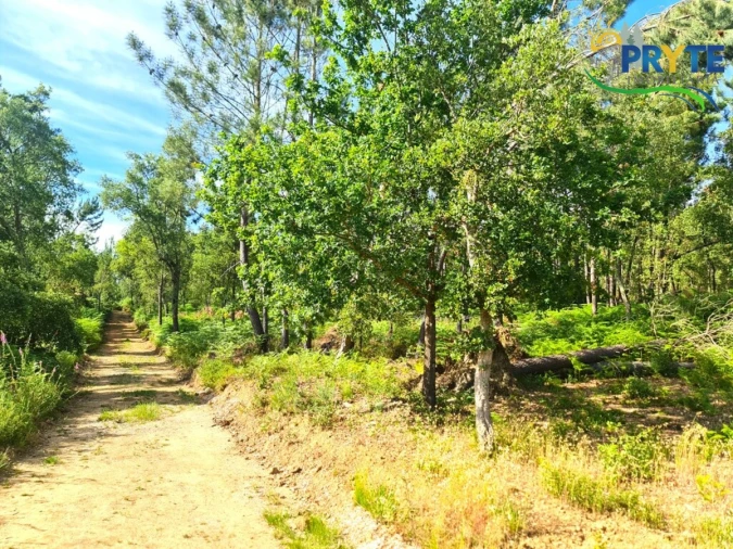 Quinta para Venda em Sertã Foto 7