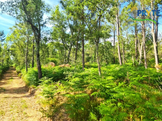 Quinta para Venda em Sertã Foto 10