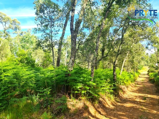 Quinta para Venda em Sertã Foto 15
