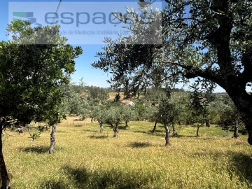 Terreno para Venda em Salgueiro do Campo