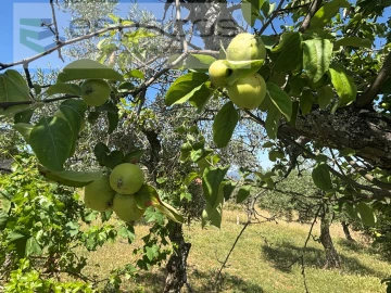 Terreno para Venda em Salgueiro do Campo