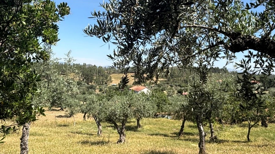 Terreno para Venda em Salgueiro do Campo