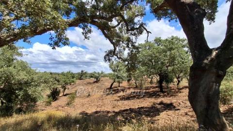 Terreno Agricola ou Rústico para Venda em Grândola e Santa Margarida da Serra