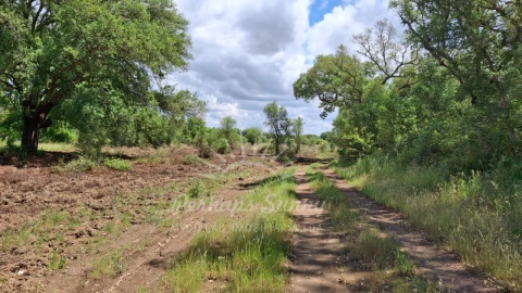 Terreno Agricola ou Rústico para Venda em Grândola e Santa Margarida da Serra