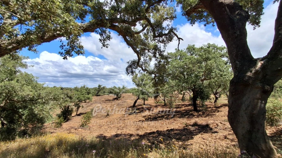 Terreno Agricola ou Rústico para Venda em Grândola e Santa Margarida da Serra Foto 9
