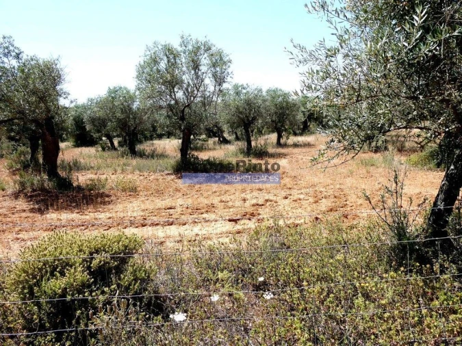 Terreno Agricola ou Rústico para Venda em Amieira e Alqueva Foto 2