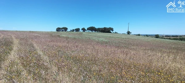 Quinta para Venda em São Vicente e Ventosa