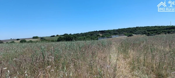 Quinta para Venda em São Vicente e Ventosa