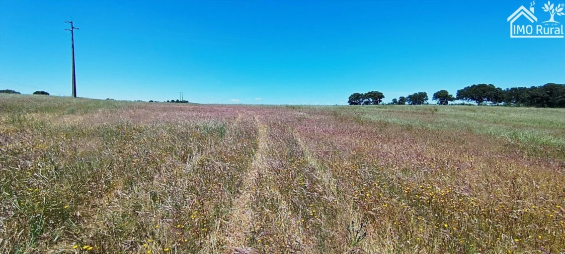 Quinta para Venda em São Vicente e Ventosa Foto 11