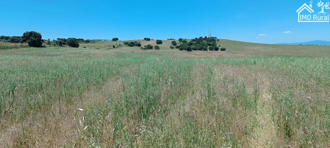 Quinta para Venda em São Vicente e Ventosa Foto 17