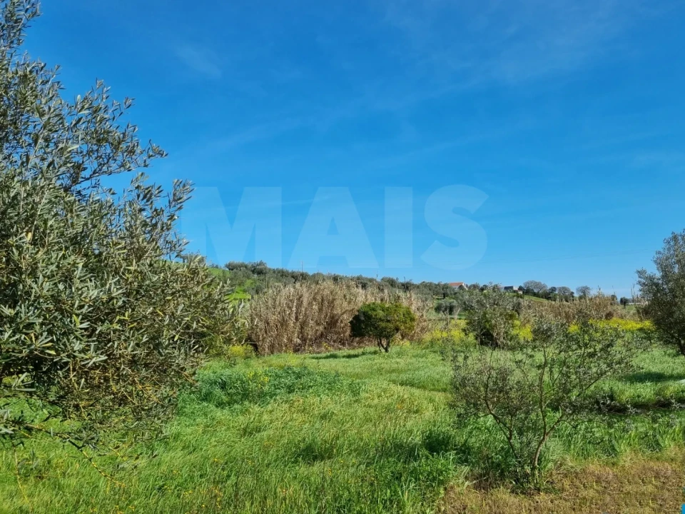 Quinta T4 para Venda em Torres Novas (Santa Maria, Salvador e Santiago) Foto 3