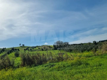 Quinta T4 para Venda em Torres Novas (Santa Maria, Salvador e Santiago)