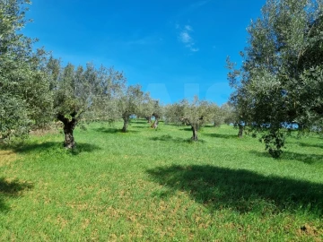 Quinta T4 para Venda em Torres Novas (Santa Maria, Salvador e Santiago)