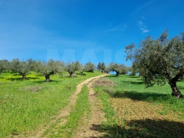 Quinta T4 para Venda em Torres Novas (Santa Maria, Salvador e Santiago)