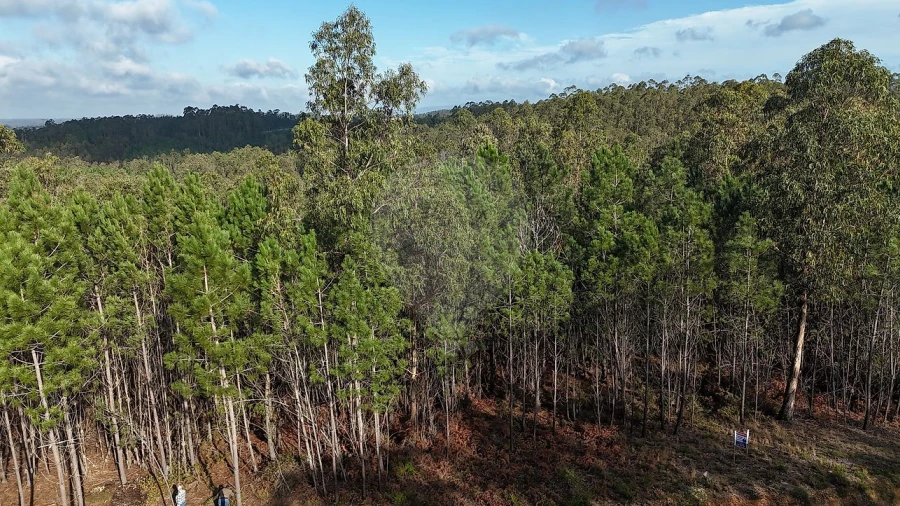 Terreno para Venda em Carnide