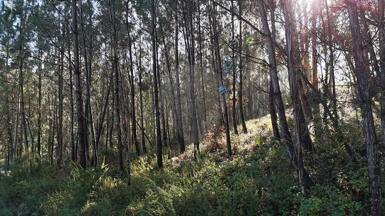 Terreno para Venda em Carnide Foto 2