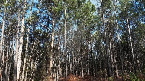 Terreno para Venda em Carnide