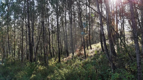 Terreno para Venda em Carnide