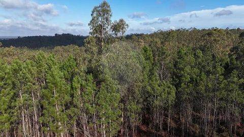 Terreno para Venda em Carnide