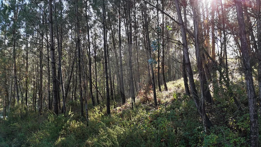Terreno para Venda em Carnide Foto 2