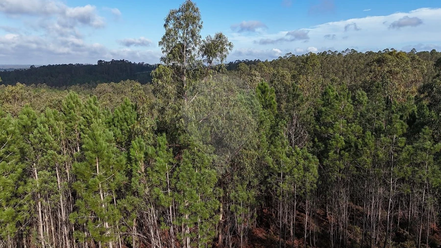 Terreno para Venda em Carnide